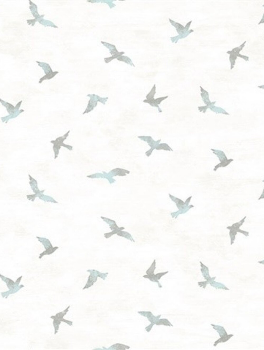 Wallpaper Turquoise Soar Bird Sparrow Boho Wander